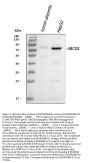 Anti-BCRP/ABCG2 Antibody Picoband®