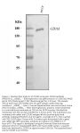 Anti-CD163 Antibody Picoband®