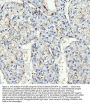 Anti-CD163 Antibody Picoband®