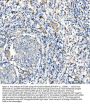 Anti-CD163 Antibody Picoband®