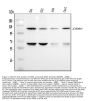 Anti-MCK10/DDR1 Antibody Picoband®