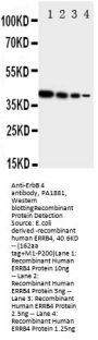 Anti-ErbB 4/ERBB4 Antibody Picoband®