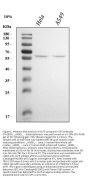 Anti-Krueppel-like factor 5 KLF5 Antibody Picoband®
