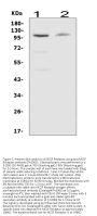 Anti-MCSF Receptor/CSF1R Antibody Picoband®