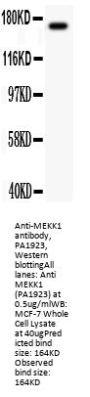 Anti-MEKK1/MAP3K1 Antibody Picoband®