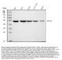 Anti-HSC70 Interacting Protein HIP/ST13 Antibody Picoband®