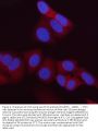 Anti-HSC70 Interacting Protein HIP/ST13 Antibody Picoband®