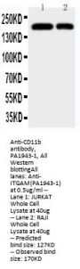 Anti-CD11b/ITGAM Antibody Picoband®