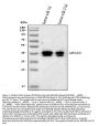 Anti-Milk Fat Globule 1/MFGE8 Antibody Picoband®