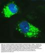 Anti-SQSTM1/p62 Antibody Picoband®