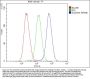 Anti-SQSTM1/p62 Antibody Picoband®