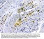 Anti-SQSTM1/p62 Antibody Picoband®