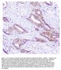 Anti-SQSTM1/p62 Antibody Picoband®