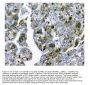 Anti-SQSTM1/p62 Antibody Picoband®