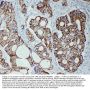 Anti-Tight junction protein ZO-2 TJP2 Antibody Picoband®
