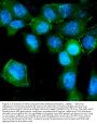 Anti-Tight junction protein ZO-2 TJP2 Antibody Picoband®