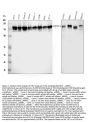 Anti-Tight junction protein ZO-2 TJP2 Antibody Picoband®