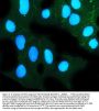 Anti-Tight junction protein ZO-2 TJP2 Antibody Picoband®