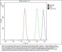 Anti-Tight junction protein ZO-2 TJP2 Antibody Picoband®