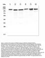 Anti-RIAM/APBB1IP Antibody Picoband®