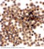 Anti-RIAM/APBB1IP Antibody Picoband®