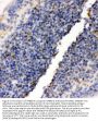 Anti-RIAM/APBB1IP Antibody Picoband®