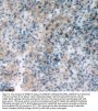 Anti-RIAM/APBB1IP Antibody Picoband®