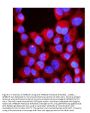 Anti-RIAM/APBB1IP Antibody Picoband®