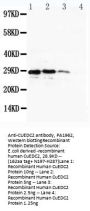 Anti-CUEDC2 Antibody Picoband®