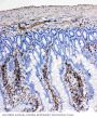 Anti-NRG1 Antibody Picoband®