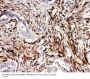 Anti-NRG1 Antibody Picoband®