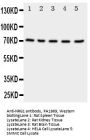 Anti-NRG1 Antibody Picoband®