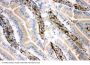 Anti-NRG1 Antibody Picoband®