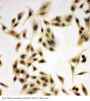 Anti-NRG1 Antibody Picoband®