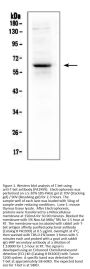 Anti-T-bet/Tbx21 Antibody Picoband®