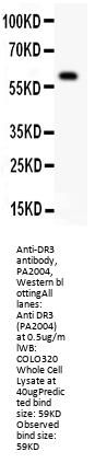 Anti-DR3/TNFRSF25 Antibody Picoband®