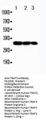 Anti-TRAF3 Antibody Picoband®