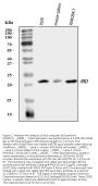 Anti-Bid Antibody Picoband®