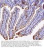 Anti-Bid Antibody Picoband®