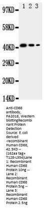 Anti-Macrosialin CD68 Antibody Picoband®