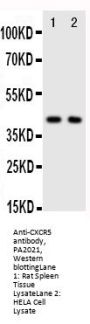 Anti-CXCR5 Antibody Picoband®