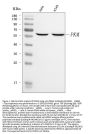 Anti-PKM2 Antibody Picoband®