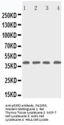 Anti-p53R2/RRM2B Antibody Picoband®