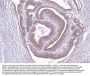 Anti-ALDH3A1 Antibody Picoband®