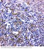 Anti-Bonzo/CXCR6 Antibody Picoband®