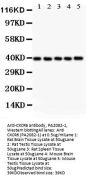 Anti-Bonzo/CXCR6 Antibody Picoband®