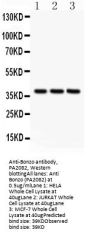 Anti-Bonzo/CXCR6 Antibody Picoband®