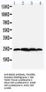 Anti-BAG2 Antibody Picoband®