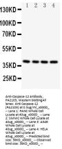 Anti-Caspase-12/CASP12 Antibody Picoband®