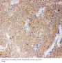 Anti-Caspase-12/CASP12 Antibody Picoband®